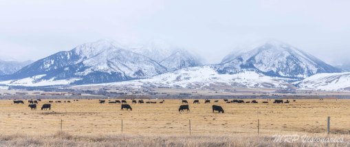 Montana mts for website 2